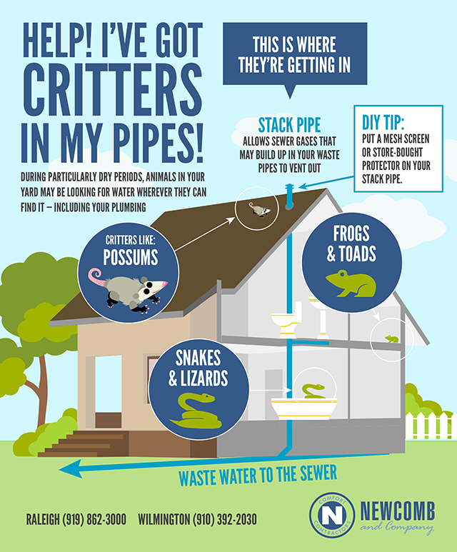 Critters in your pipes